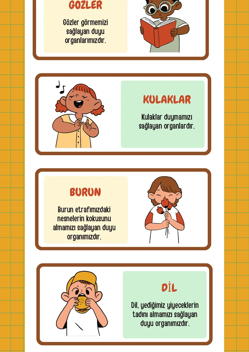 DUYU ORGANLARI HAKKINDA İNFOGRAFİK önizleme